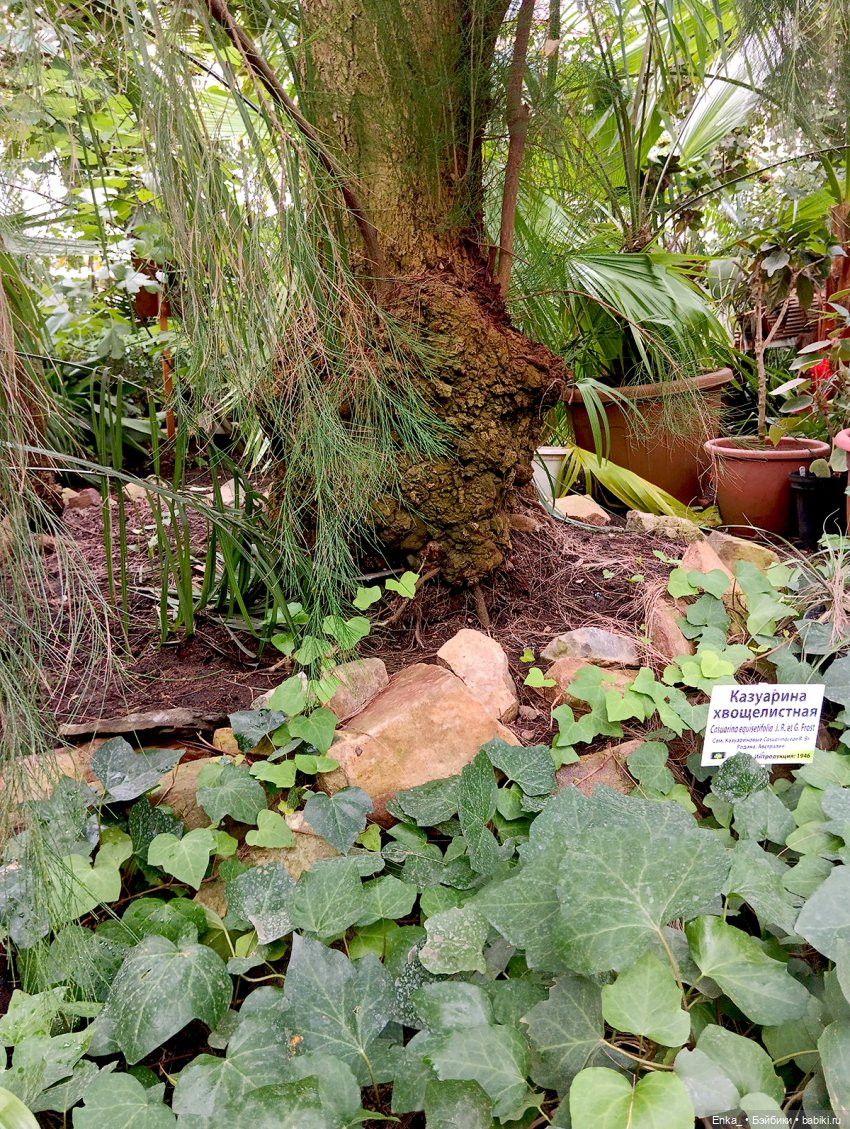 Робин в Ботаническом саду Уфы