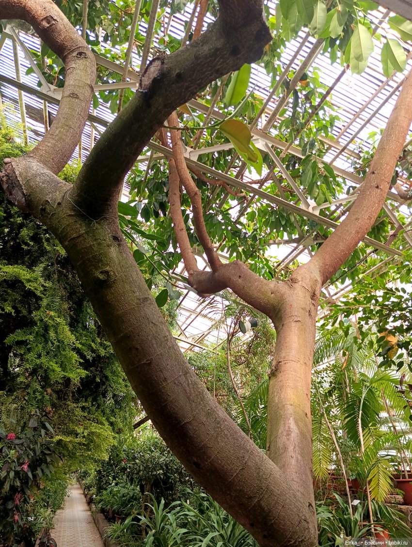 Робин в Ботаническом саду Уфы