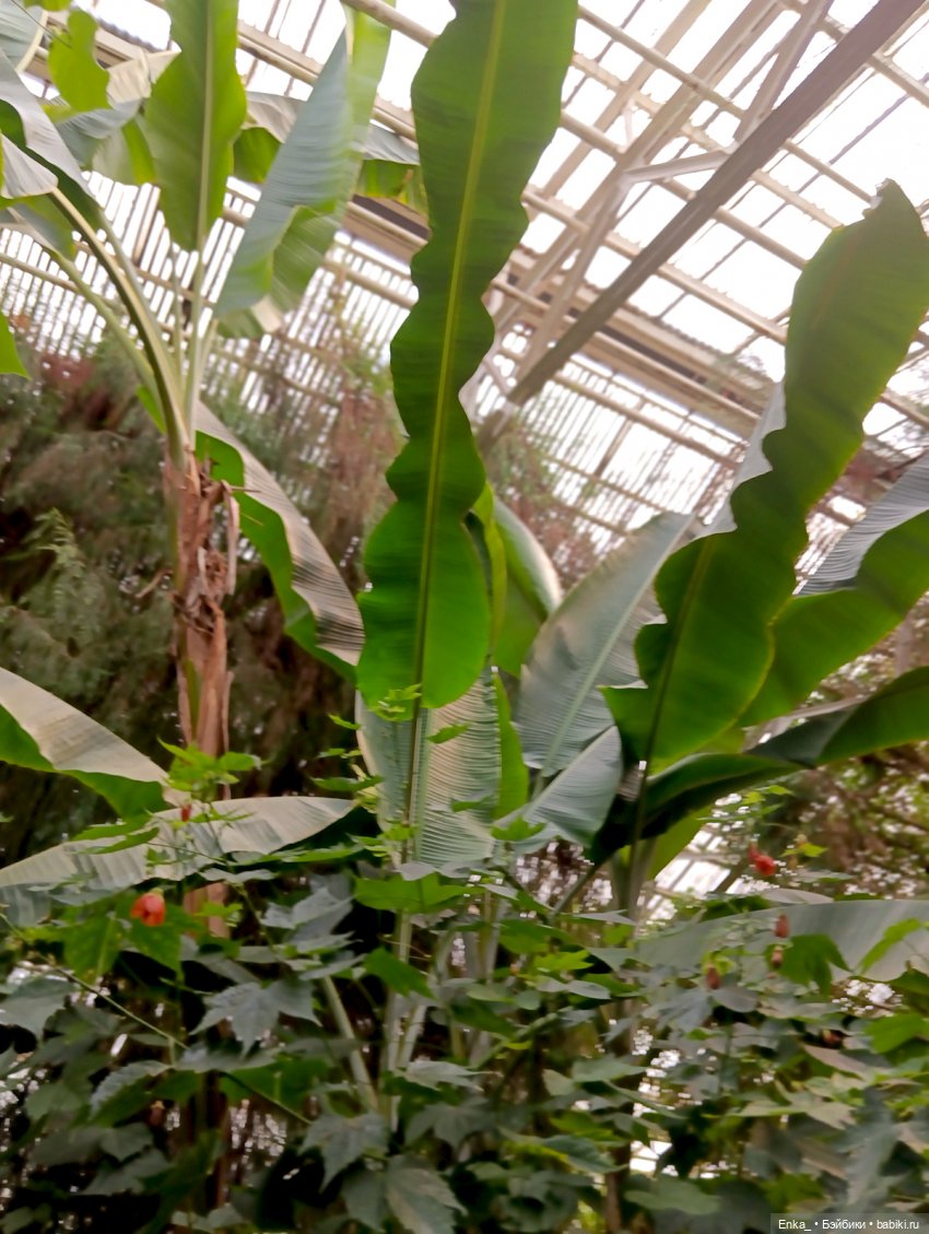 Робин в Ботаническом саду Уфы