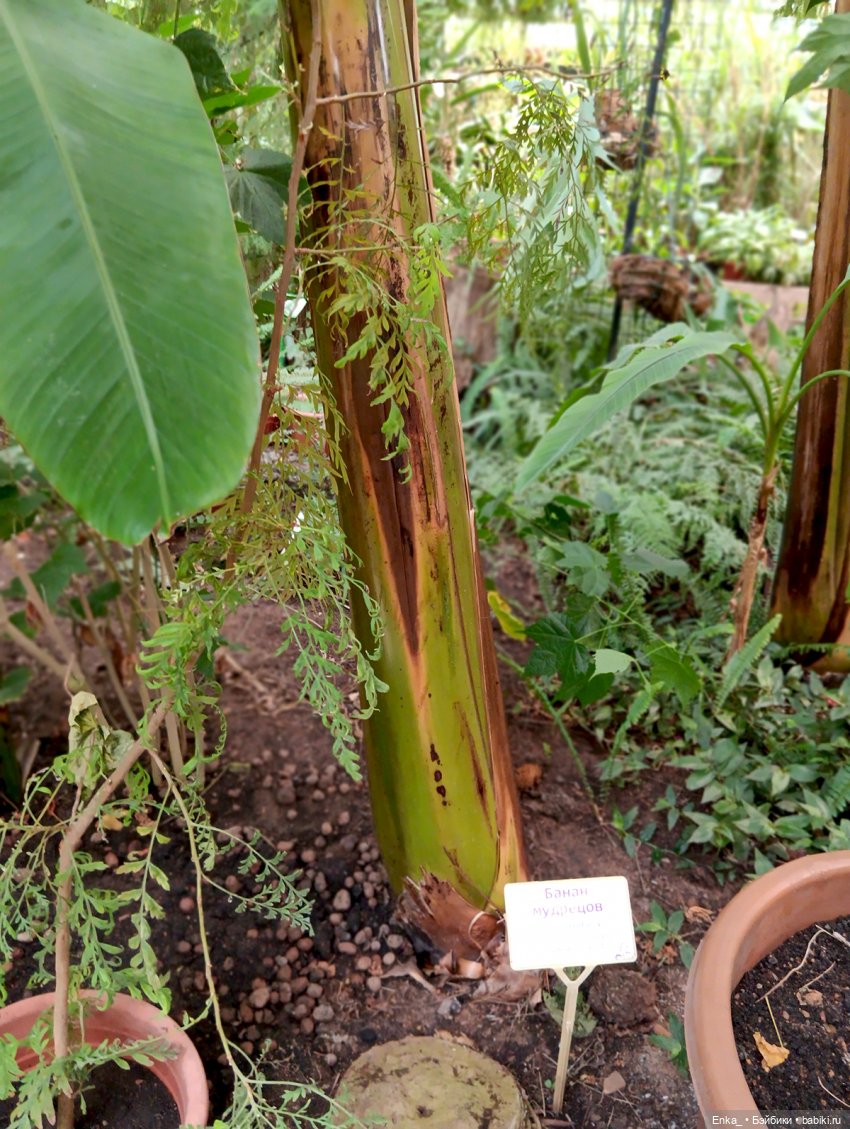 Робин в Ботаническом саду Уфы