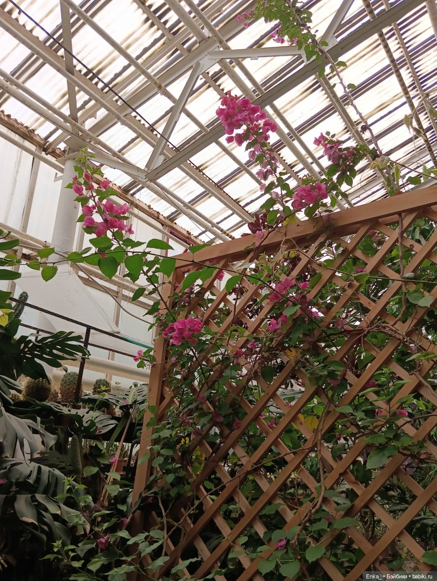 Робин в Ботаническом саду Уфы