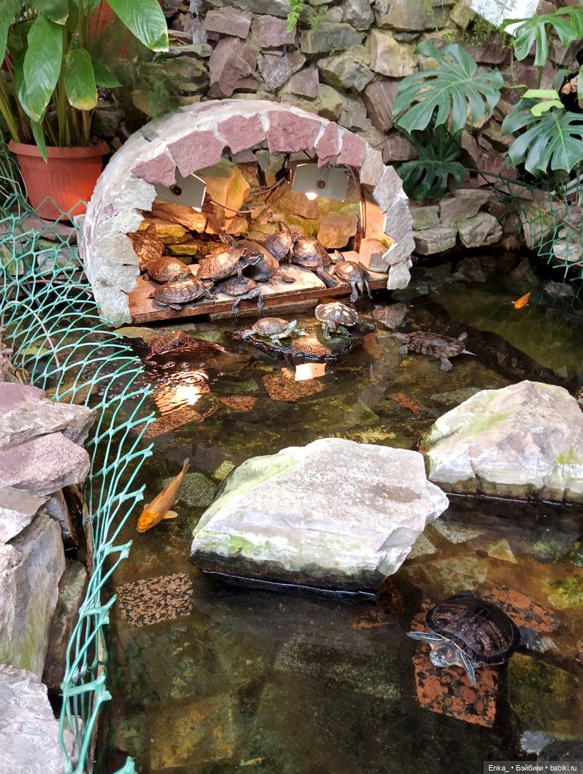 Робин в Ботаническом саду Уфы