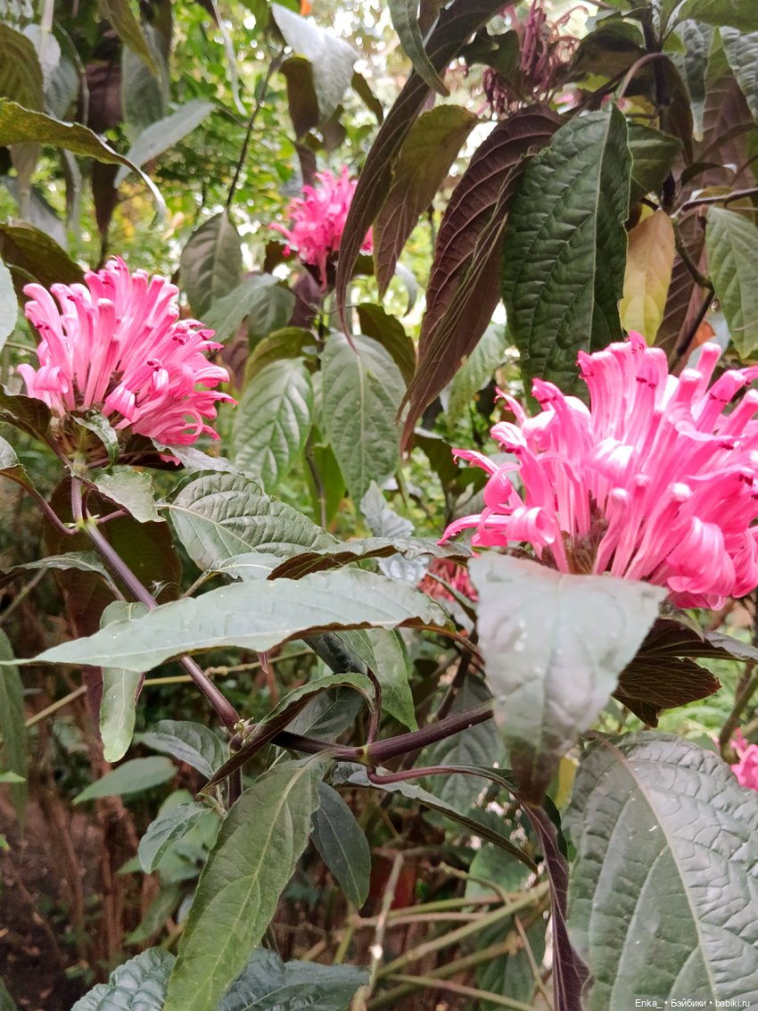 Робин в Ботаническом саду Уфы