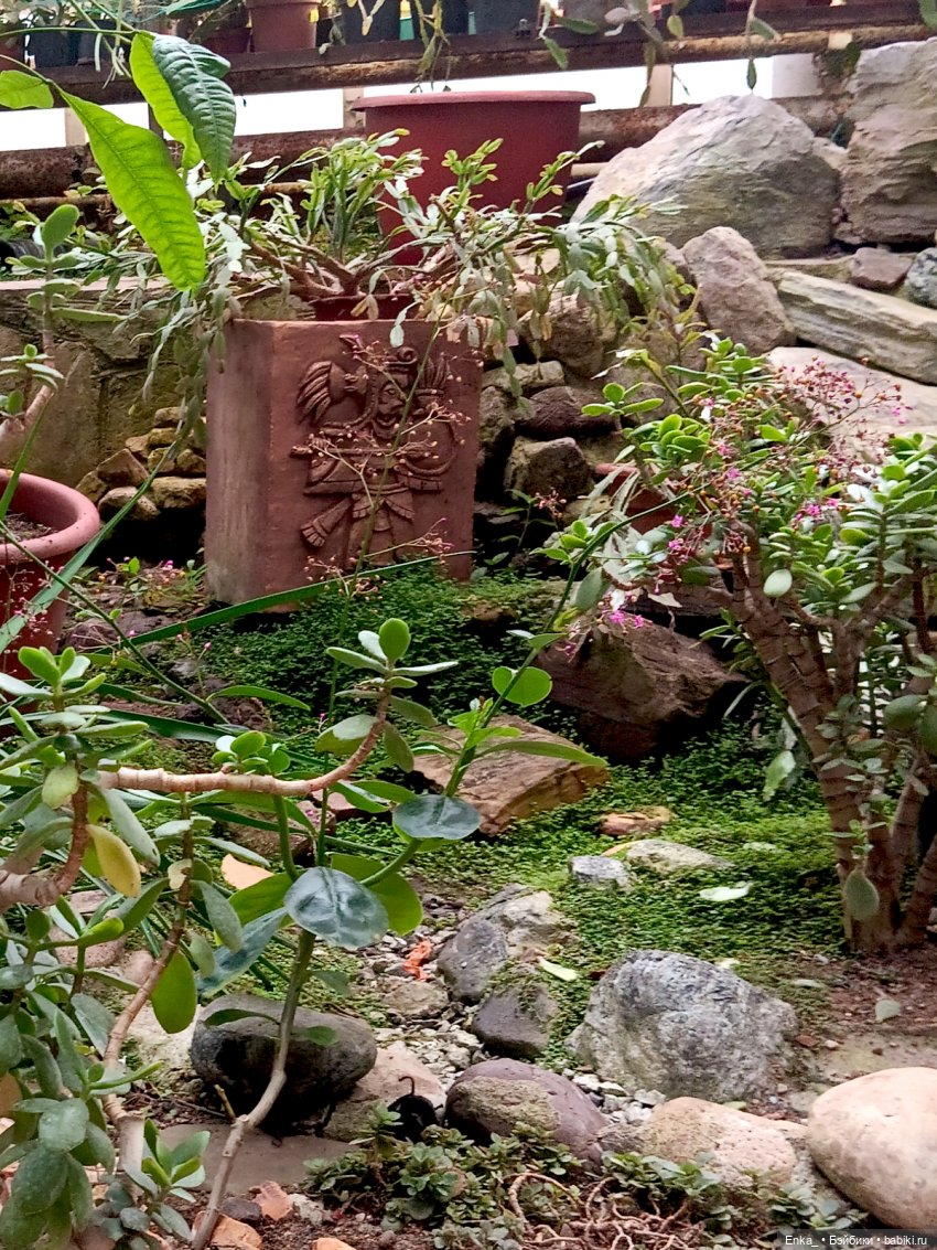 Робин в Ботаническом саду Уфы