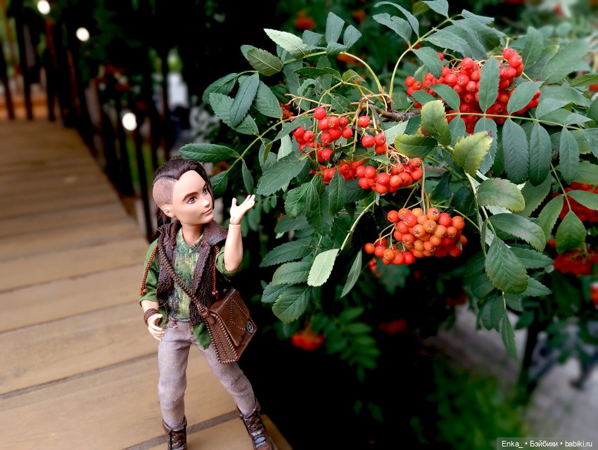 Хантер и гроздья сочной рябины (фото 2)