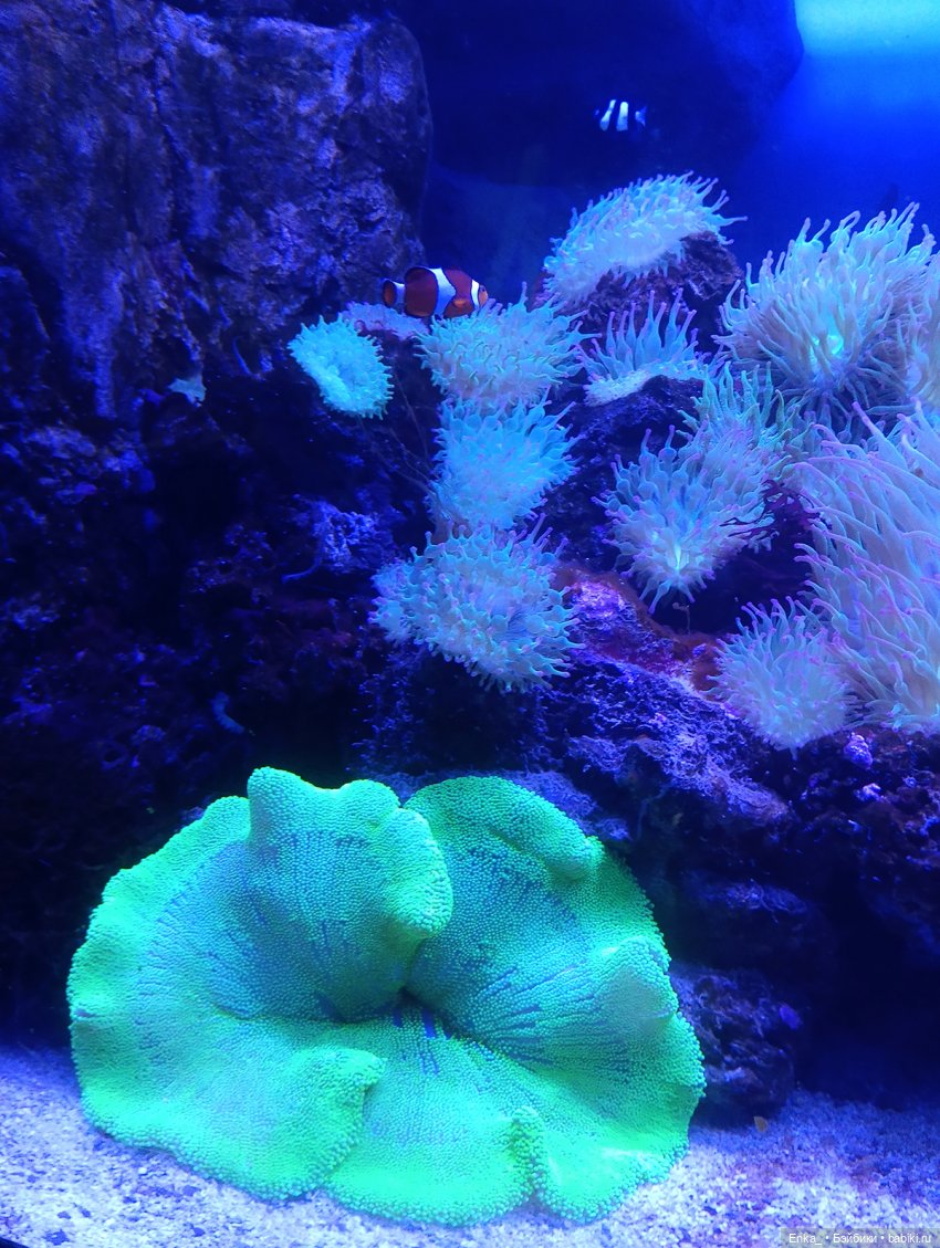 Что увидела Сонода в "Океанариуме" 🦈 (фото 4)