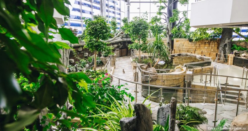 На Странных берегах Амазонки 🌿