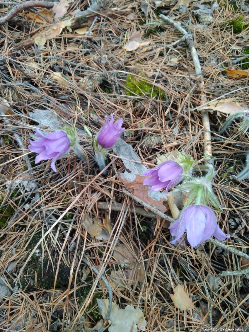 J-Doll'ка и Драйфест — Куклы J