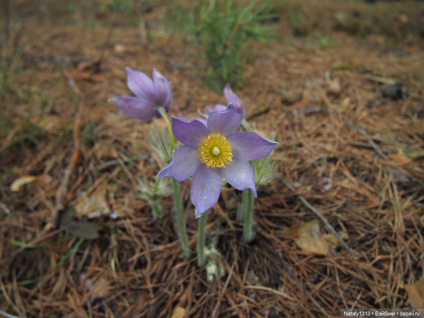 J-Doll'ка и Драйфест — Куклы J