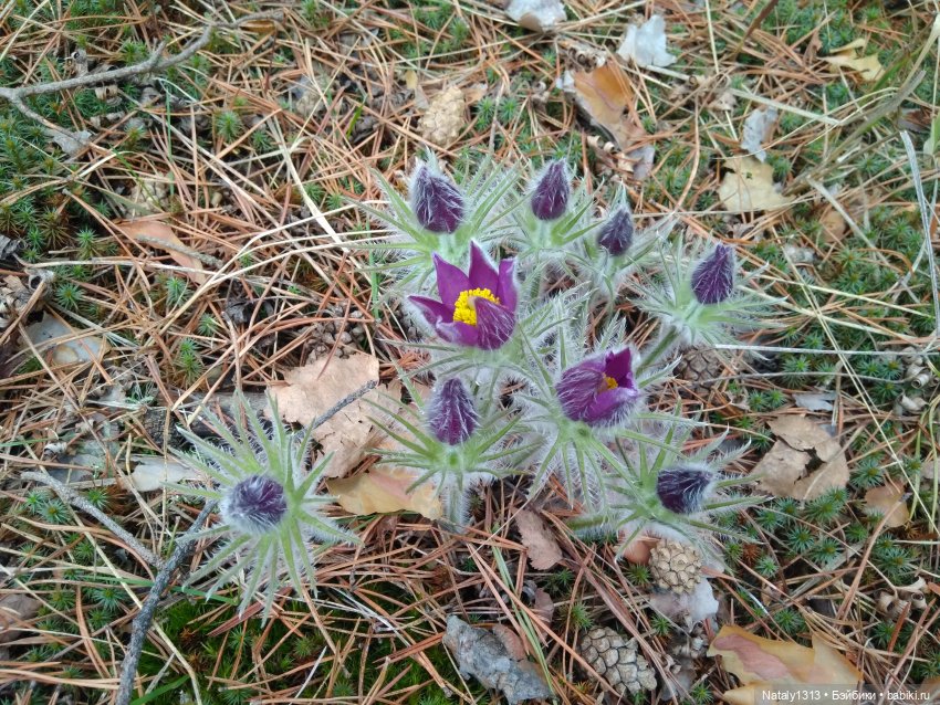 J-Doll'ка и Драйфест — Куклы J