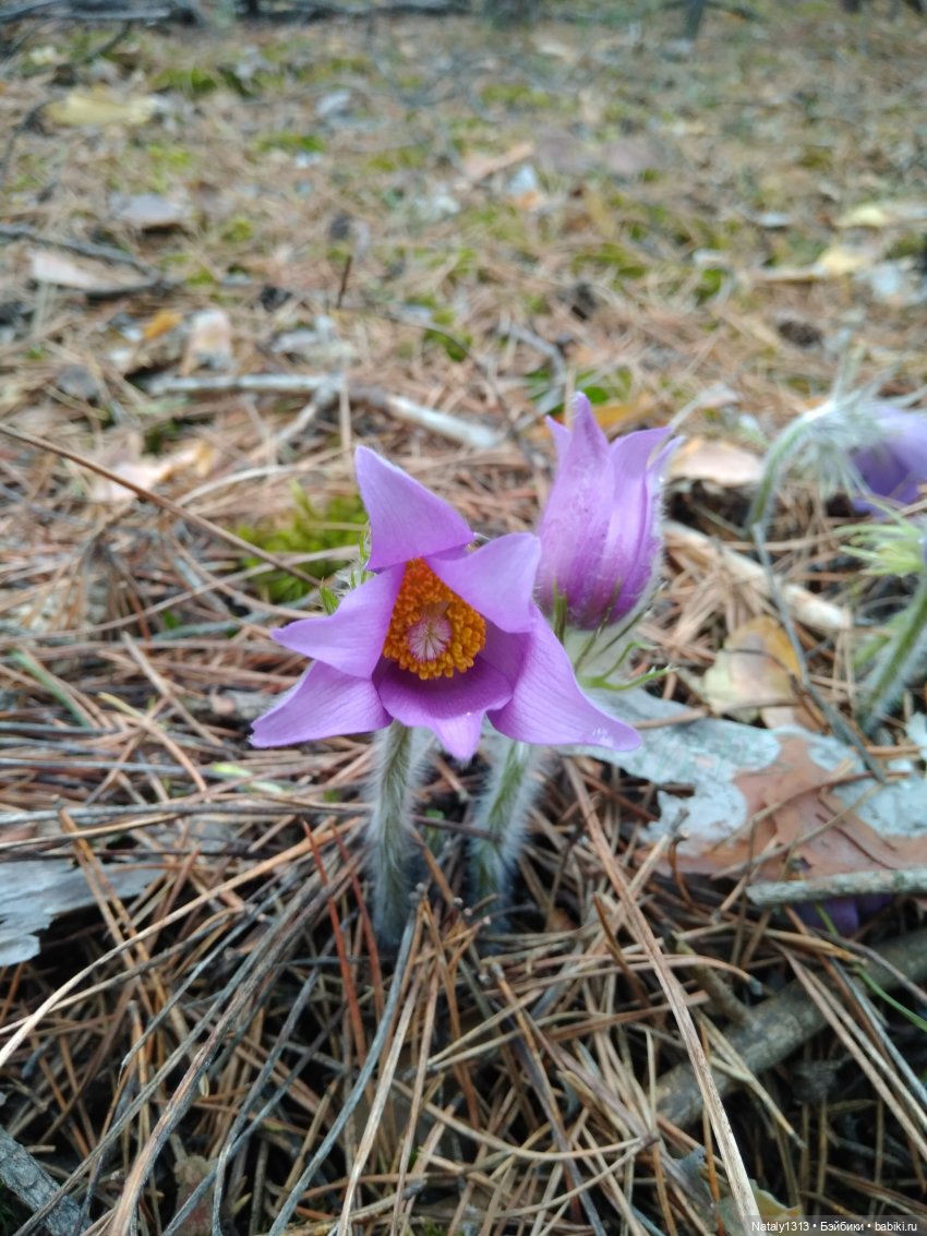 J-Doll'ка и Драйфест — Куклы J