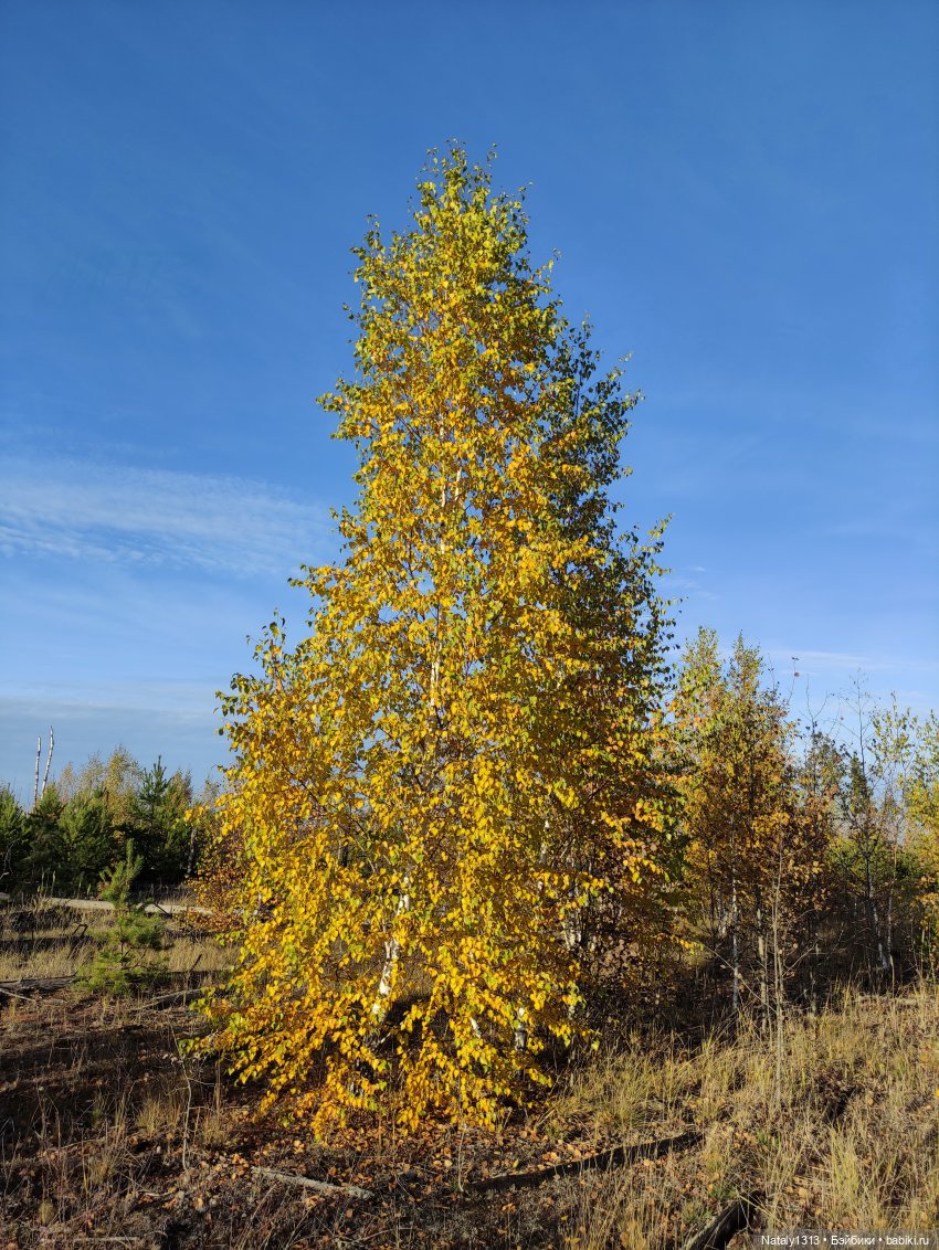 Джейка Реформа — Куклы J