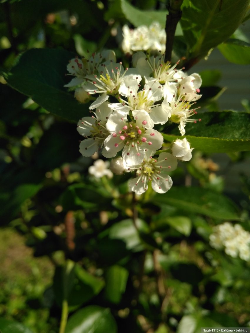 Джейка Реформа — Куклы J (фото 5)