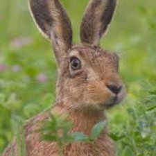 Неторопливый заяц