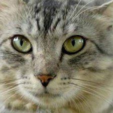 Что за зверь эта рыба