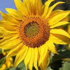 Зимой-мясоеды, летом-солнцееды