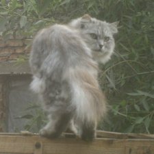 Храбрый Кузя