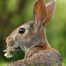 Зайчонок с дороги