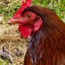 Снесла курочка яичко