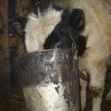 Теленок Степка-растрепка