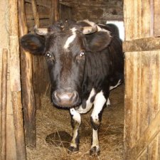 Баловница Лапуша