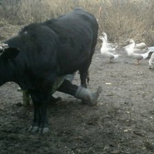 Как Зорька была мустангом