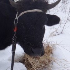 Ревнивая Лапуша