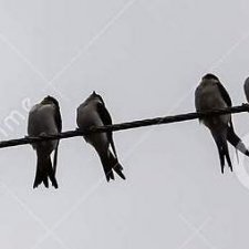 Птичьи трагедии