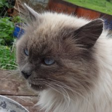 Как лечили Кузю