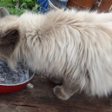 Шкряб-шкряб...