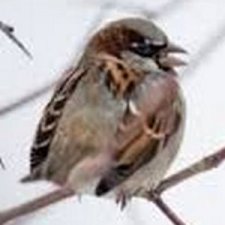 Тупой птенчик