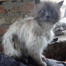 Корову не увидел