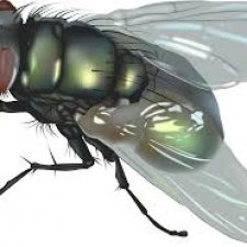 Противные мухи