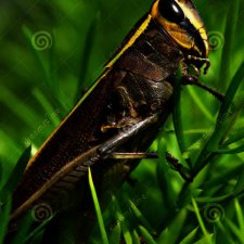 Золотой кузнечик