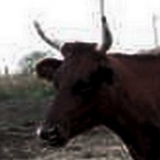 А теперь меня погладьте