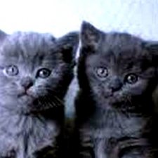 Мурка-парашютистка