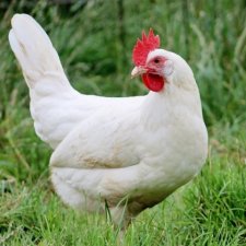 Что думает курица