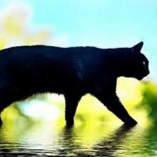 Мурка меня лапой