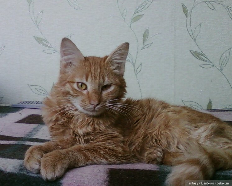 Харука, Лаки, золотая осень и велосипед