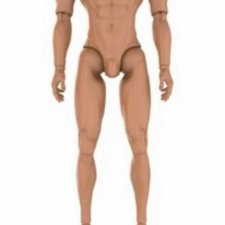 Скинтон Адониса.