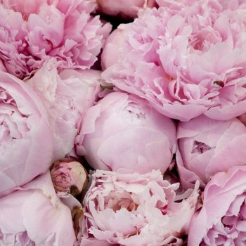 Флер и небывалый урожай пионов