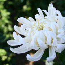 Осень, октябрь, пора хризантем