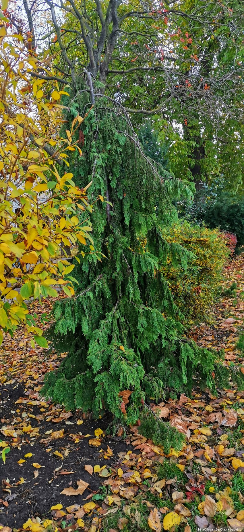 Прогулка по осенней Анапе (фото 3)