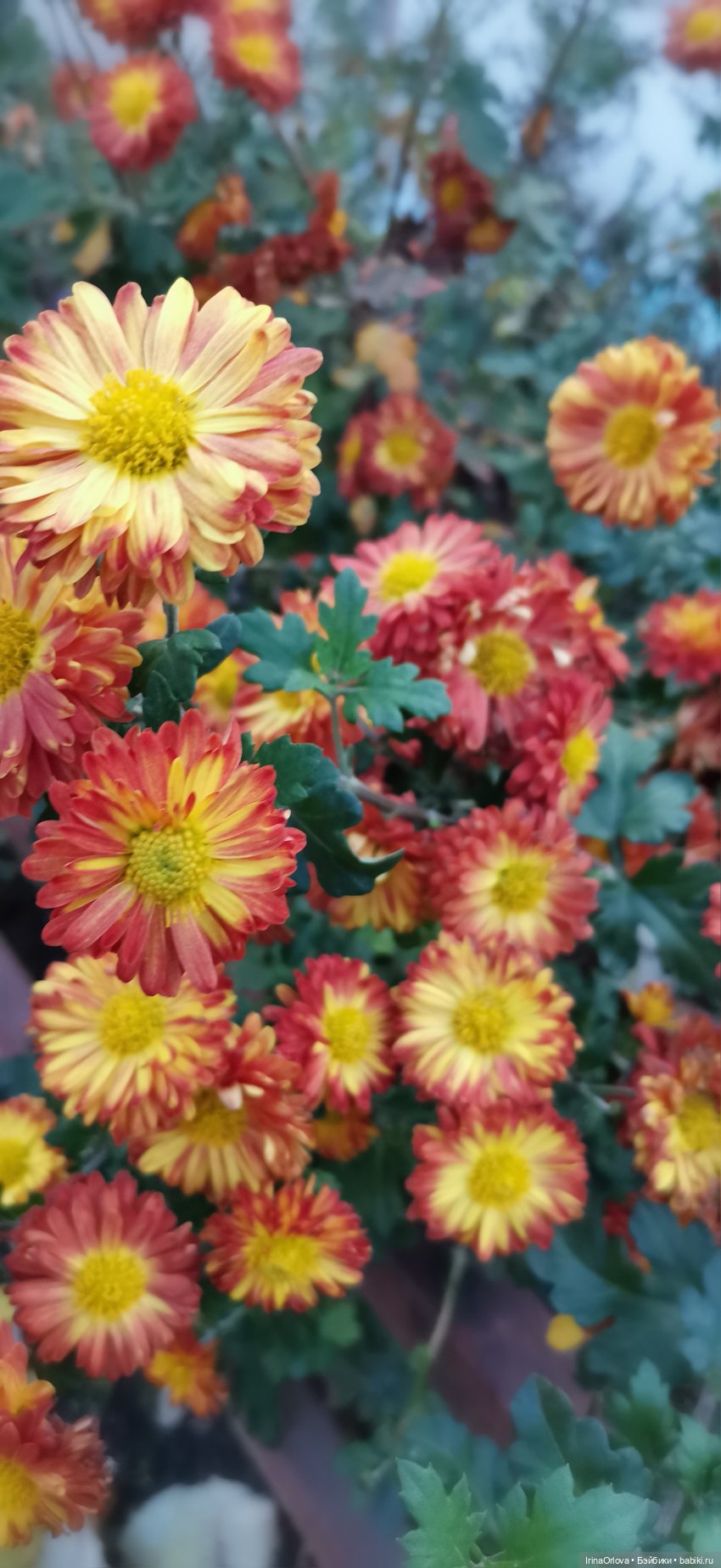 Прогулка по осенней Анапе (фото 2)