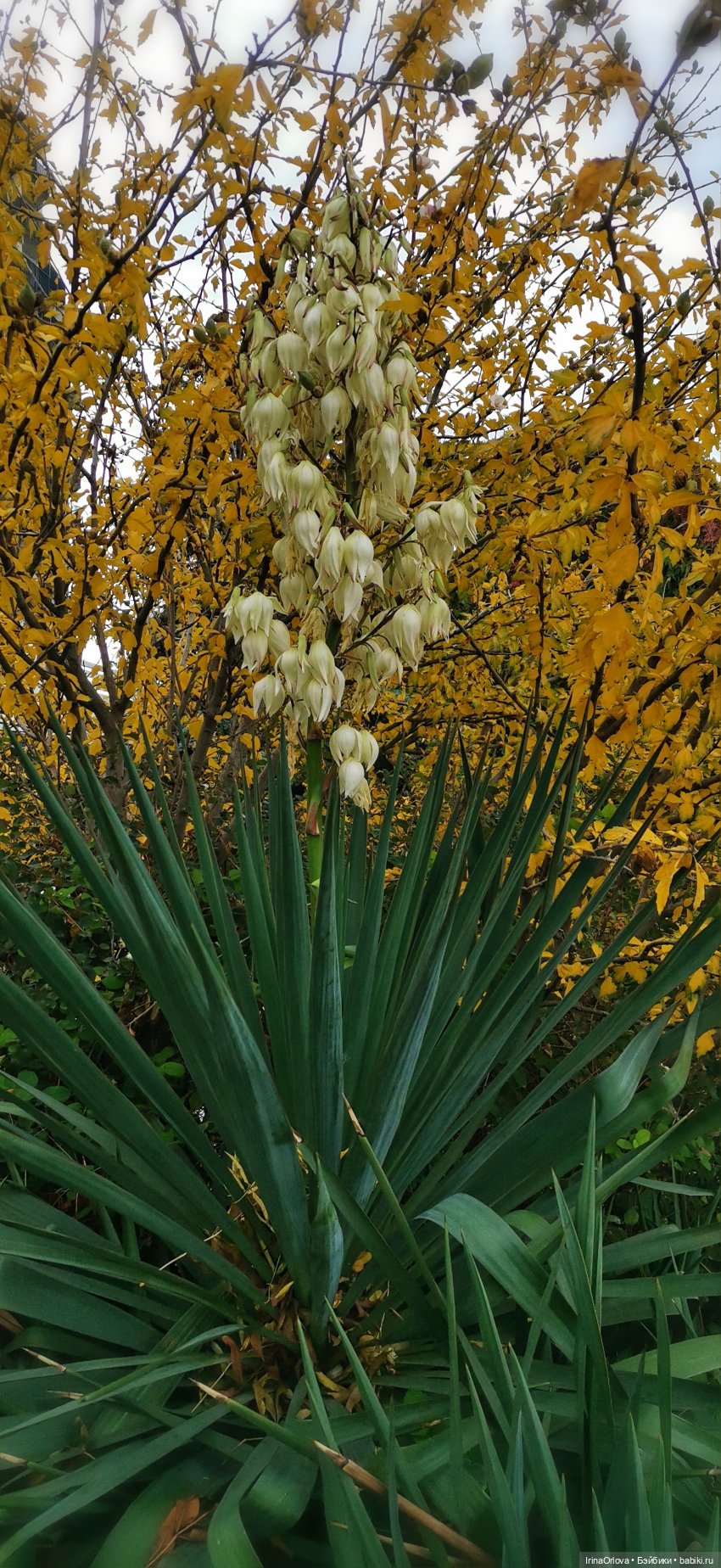 Прогулка по осенней Анапе (фото 4)