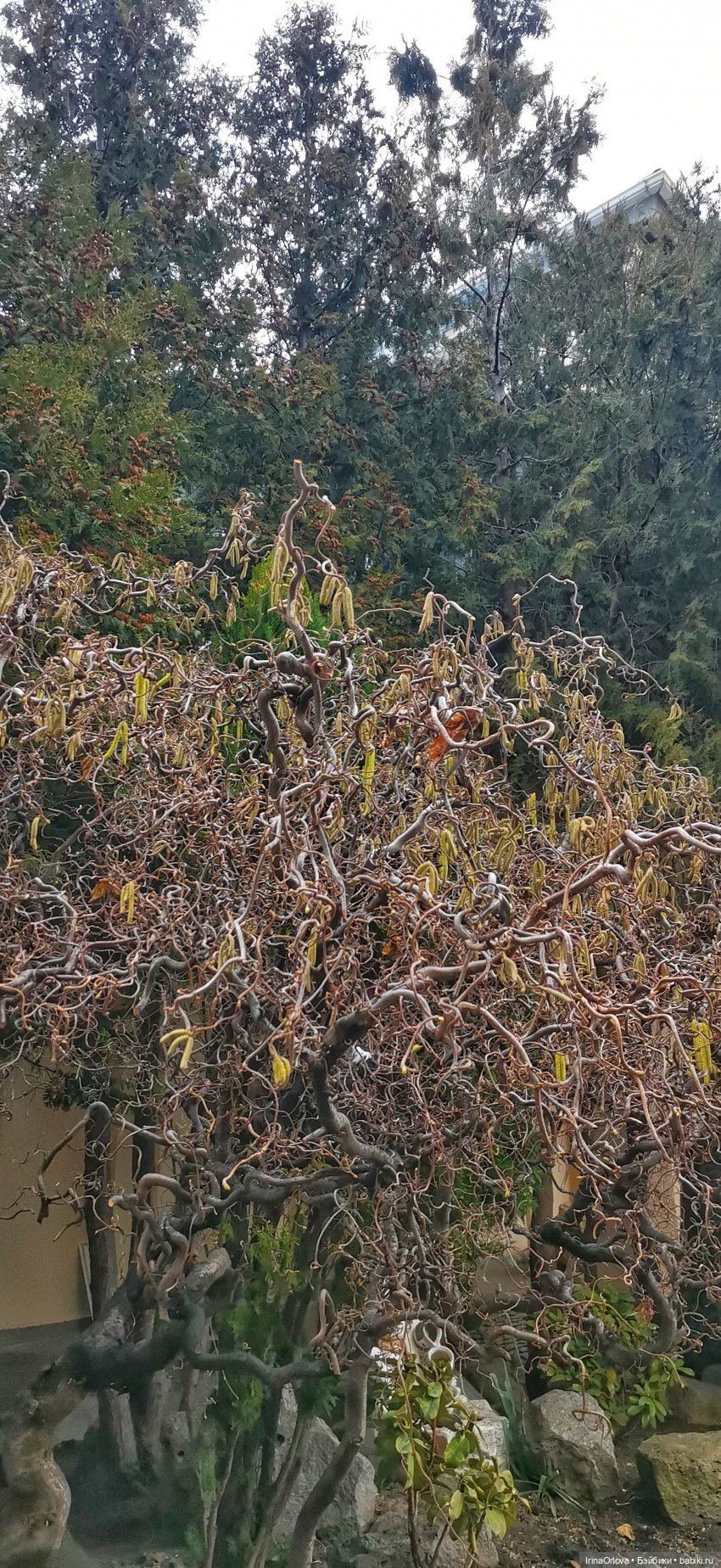 Весенняя прогулка к морю — Игровые куклы Zwergnase (Цвергназе) Junior: Джуниор