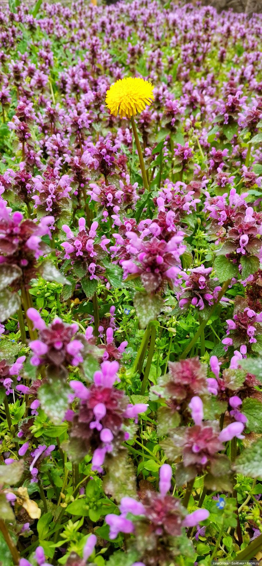 Маша - фантазёрка наша — Игровые куклы Zwergnase (Цвергназе) Junior: Джуниор