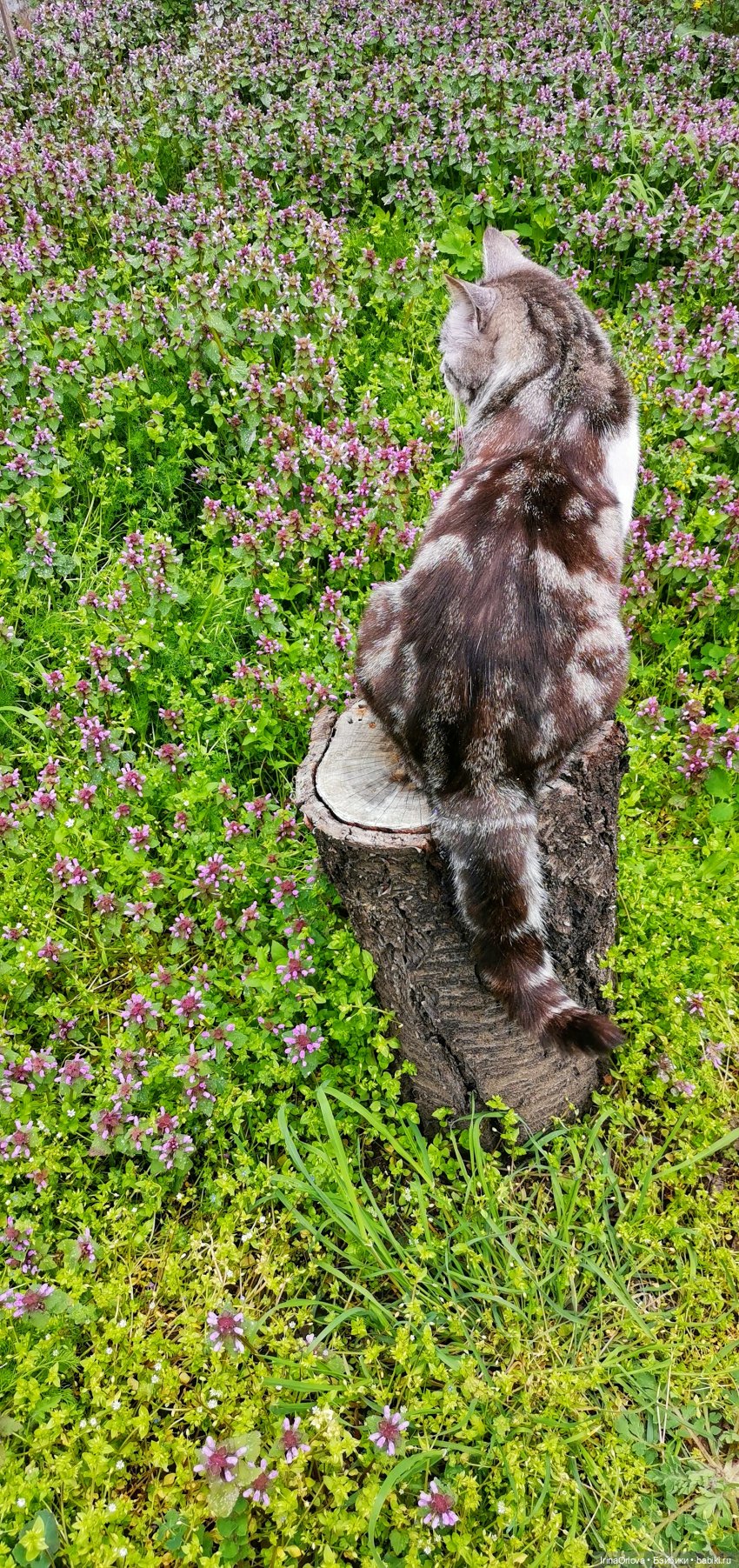 Маша - фантазёрка наша — Игровые куклы Zwergnase (Цвергназе) Junior: Джуниор