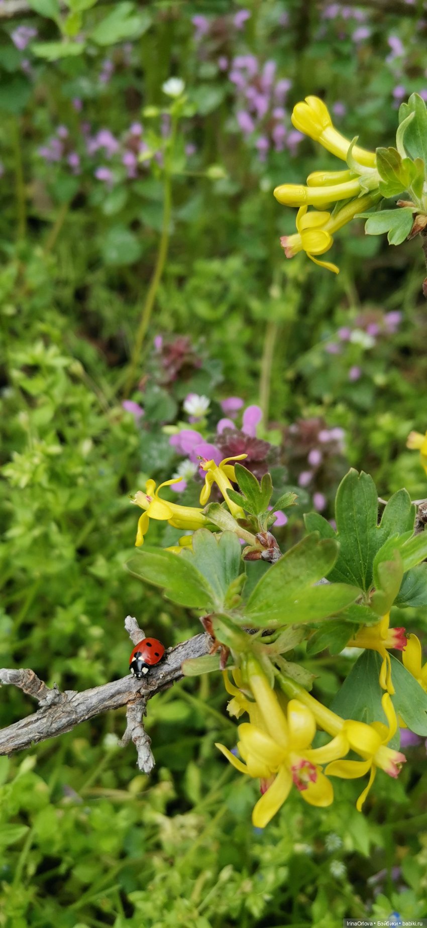 Маша - фантазёрка наша — Игровые куклы Zwergnase (Цвергназе) Junior: Джуниор (фото 6)