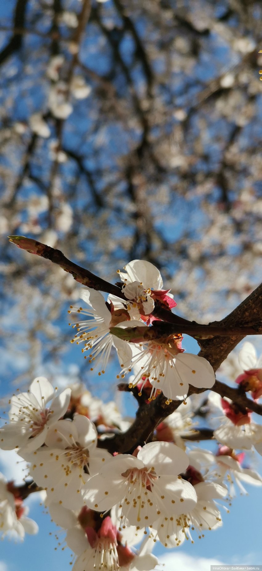Маша - фантазёрка наша — Игровые куклы Zwergnase (Цвергназе) Junior: Джуниор